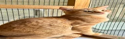 Mixed Breed cats for adoption: Two Cats for Indoor Adoption Together in Bridgend - Advert 8