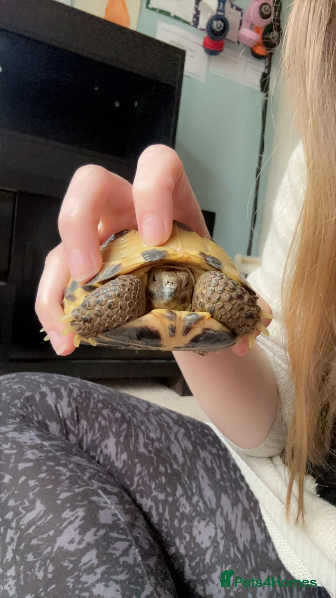 Tortoise reptiles for sale: 3 year old horsfield tortoise brothers for sale  - Advert 9