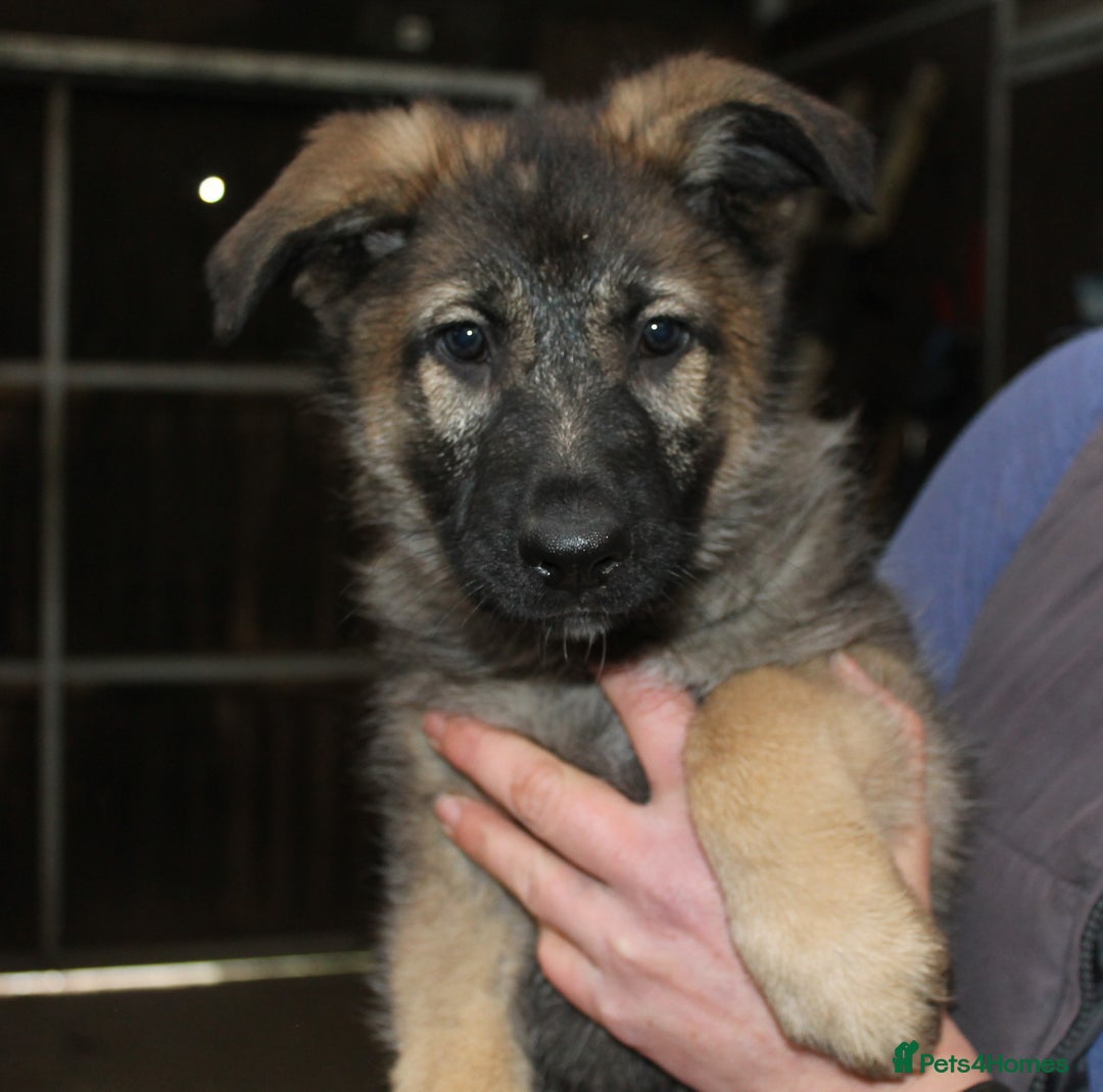 Mixed Breed dogs for sale: German Shephard/Cross - Advert 6