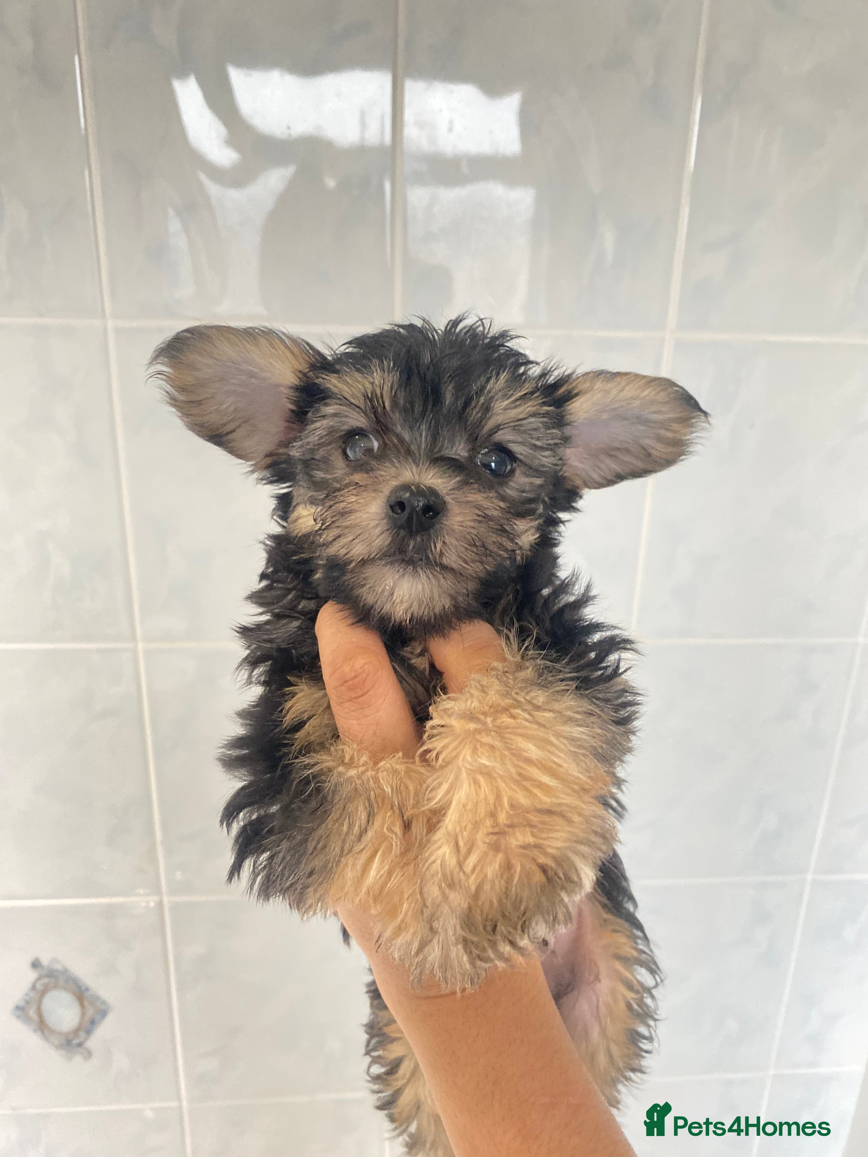 Chinese Crested dogs 💙💖Tiny chinese crested ready now💖💙 - Advert 2