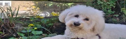 Maltese dogs for sale: 5 unsexed puppies flexi price  - Advert 12