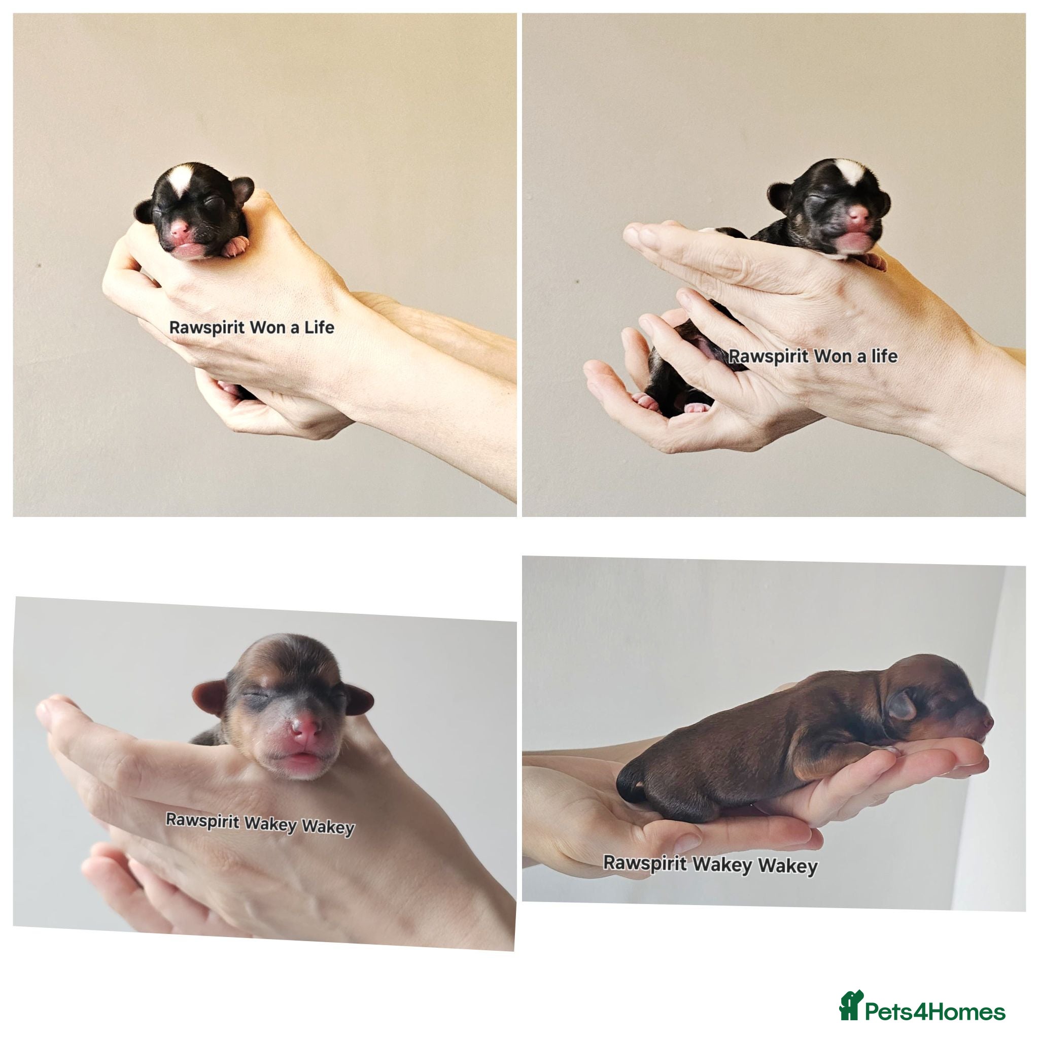 Chinese Crested dogs New litter boys and girls. - Advert 2