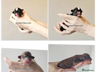 Chinese Crested dogs New litter boys and girls. - Advert 2