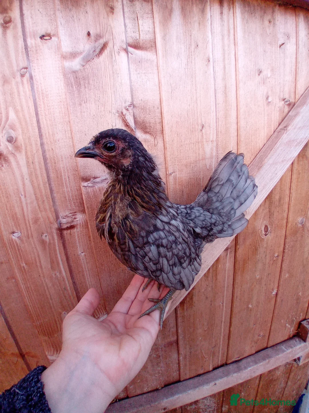 Gallery Image {{count}}