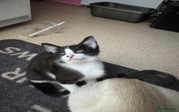 Mixed Breed cats for sale: Two beautiful ladies 💜 - Image 19
