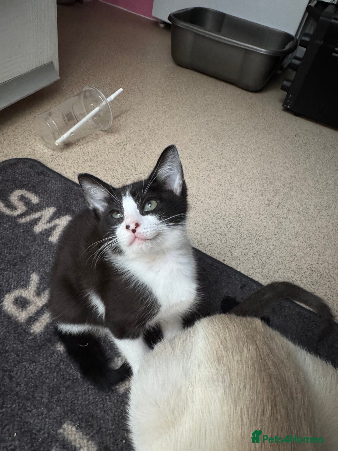 Mixed Breed cats for sale: Two beautiful ladies 💜 - Image 19
