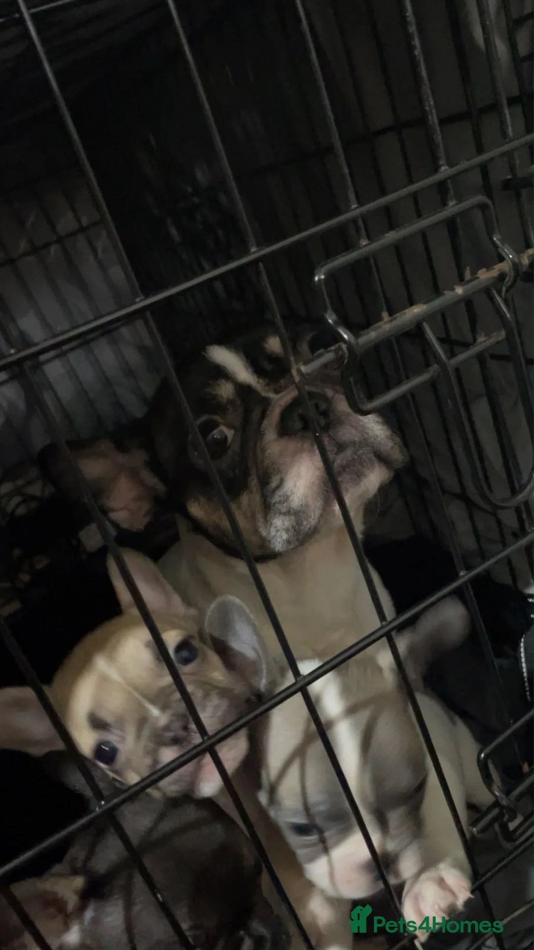 French Bulldog dogs for sale: French bulldog puupy in Camberley - Advert 1