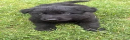 German Shepherd dogs for sale: German shepherd puppies READY NOW - Advert 17