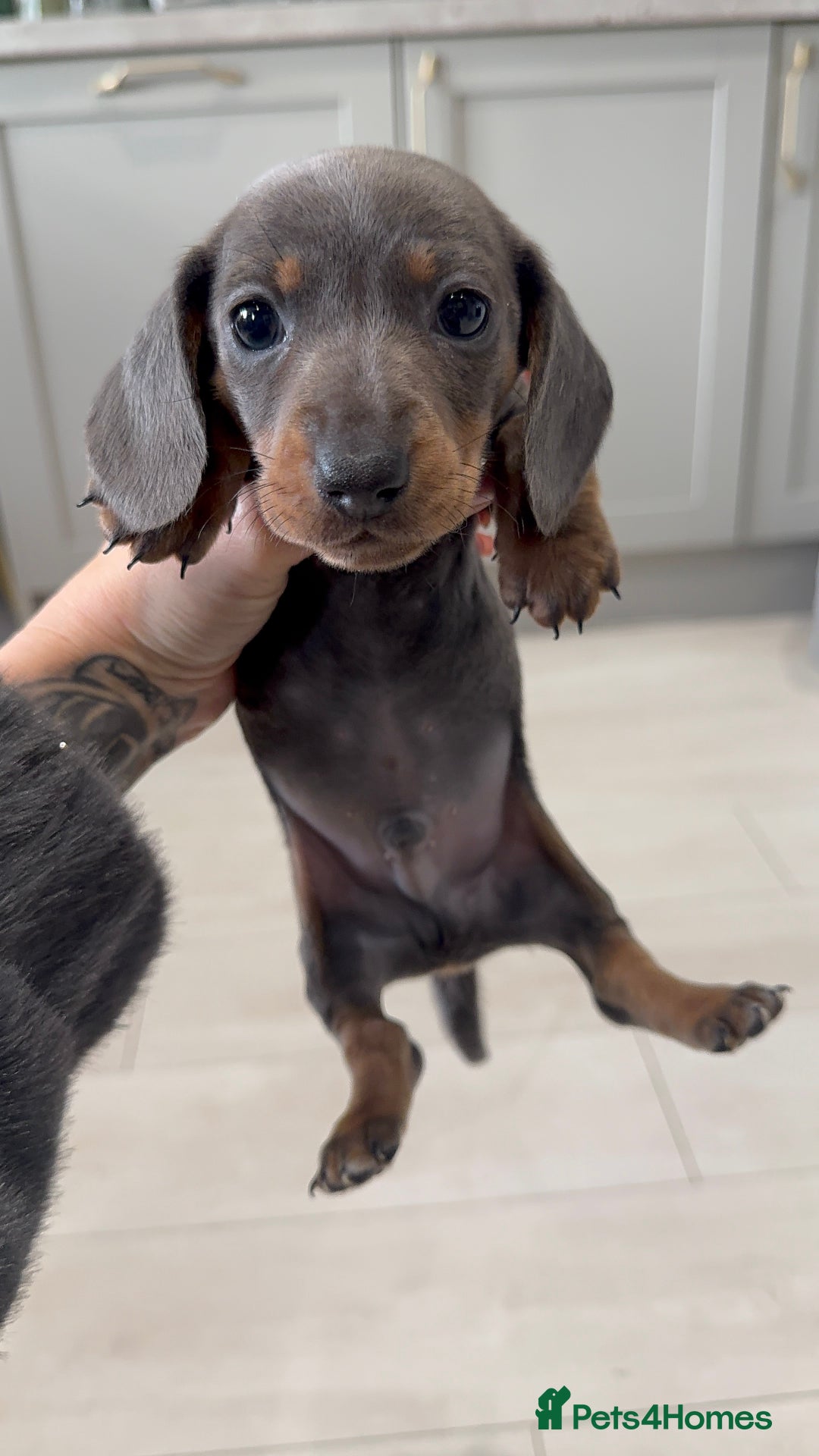 Miniature Dachshund dogs for sale: Stunning miniature sausage pups  - Advert 13