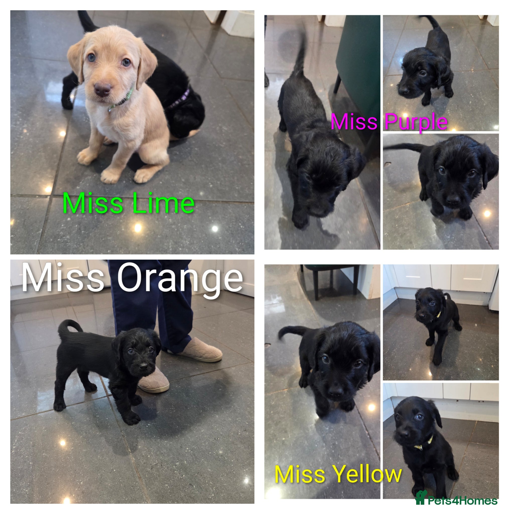 Labradoodle dogs Final Four-Labradoodle Puppies  - Advert 2