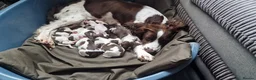 English Springer Spaniel dogs for sale: Litter of 8 springer spaniel puppies  in Gerrards Cross - Advert 3