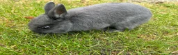 Netherland Dwarf rabbits for sale: Young Netherland Dwarf (Storm) looking for a home  in Oxford - Advert 3