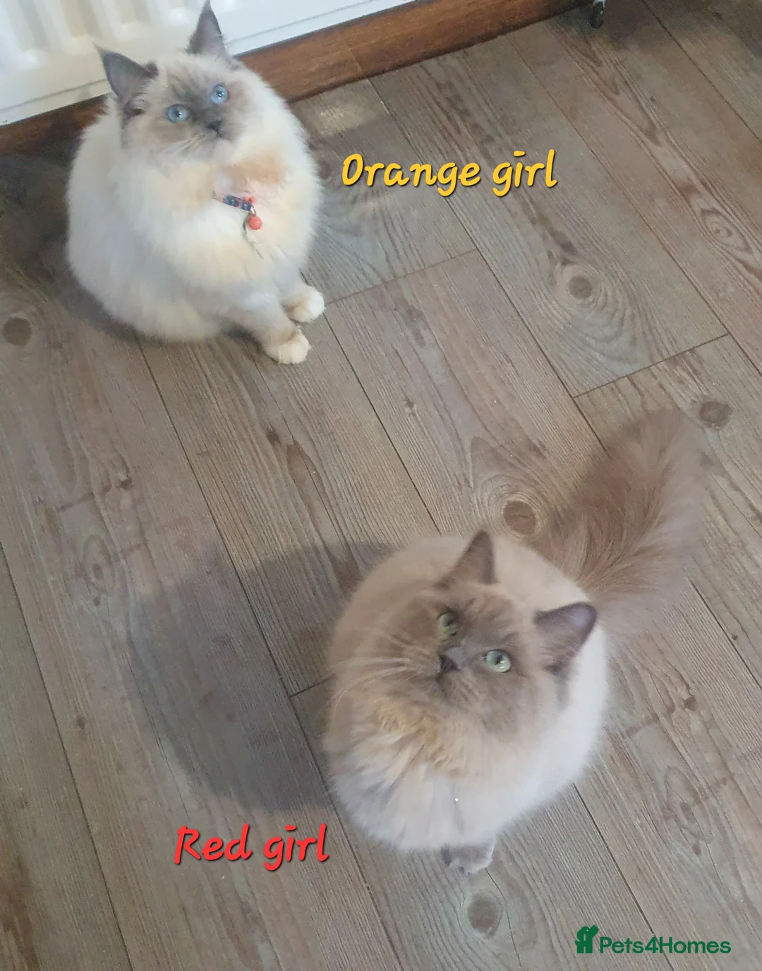 Ragdoll cats for sale: Sweet&Playful ragdolls - Advert 25