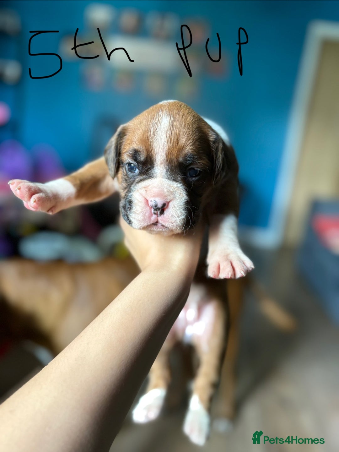 Boxer dogs for sale: 1 girl beautiful boxer puppies left  - Image 3