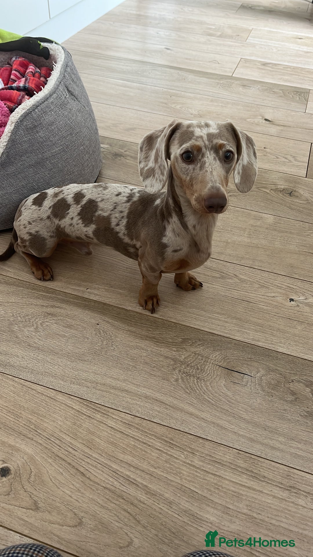 Miniature Dachshund dogs for stud: KC Reg Minature Isabella tan dachshund, For Stud  in Southampton - Advert 5