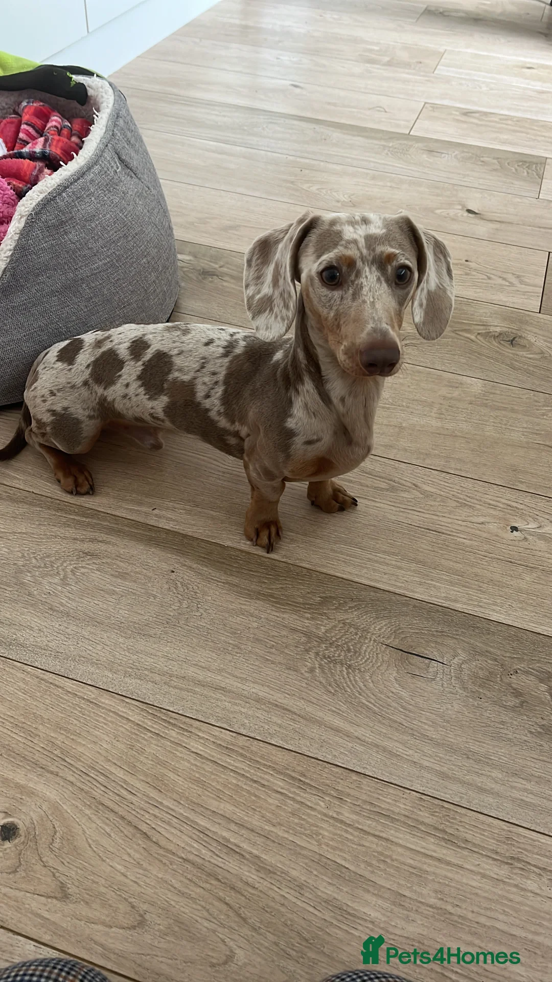 Miniature Dachshund dogs for stud: KC Reg Minature Isabella tan dachshund, For Stud  in Southampton - Advert 5