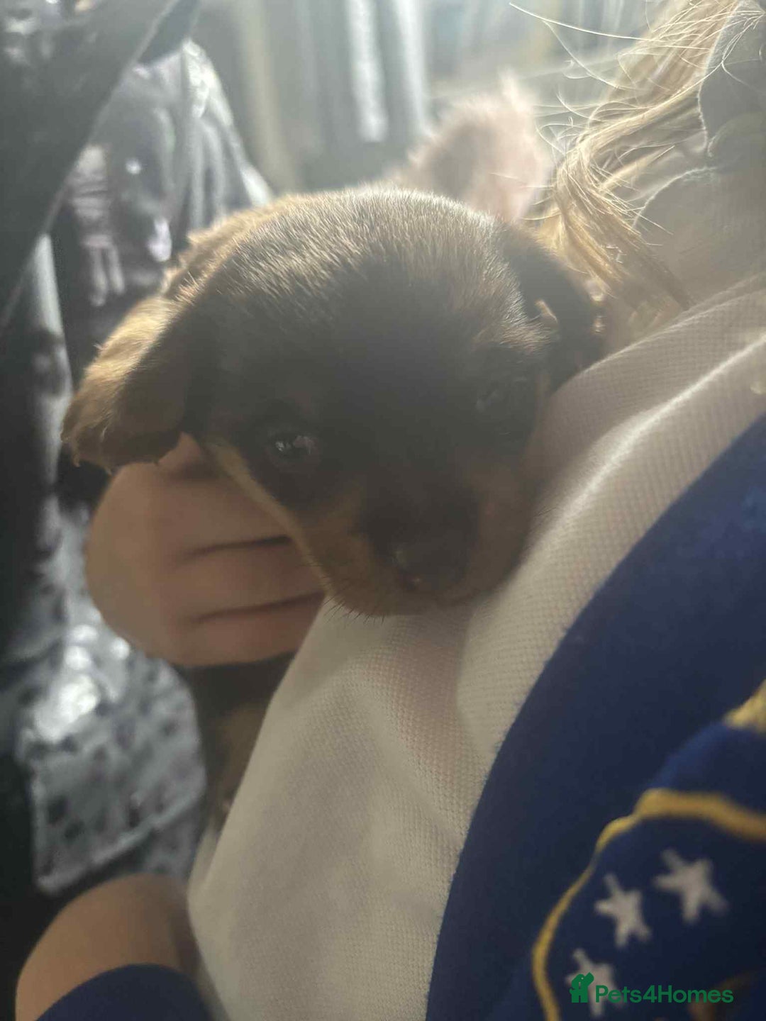 Jack Russell dogs for sale: Female JRT with 3 week old puppy - Image 1