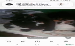 Domestic Shorthair cats for sale: Kittens  - Image 8