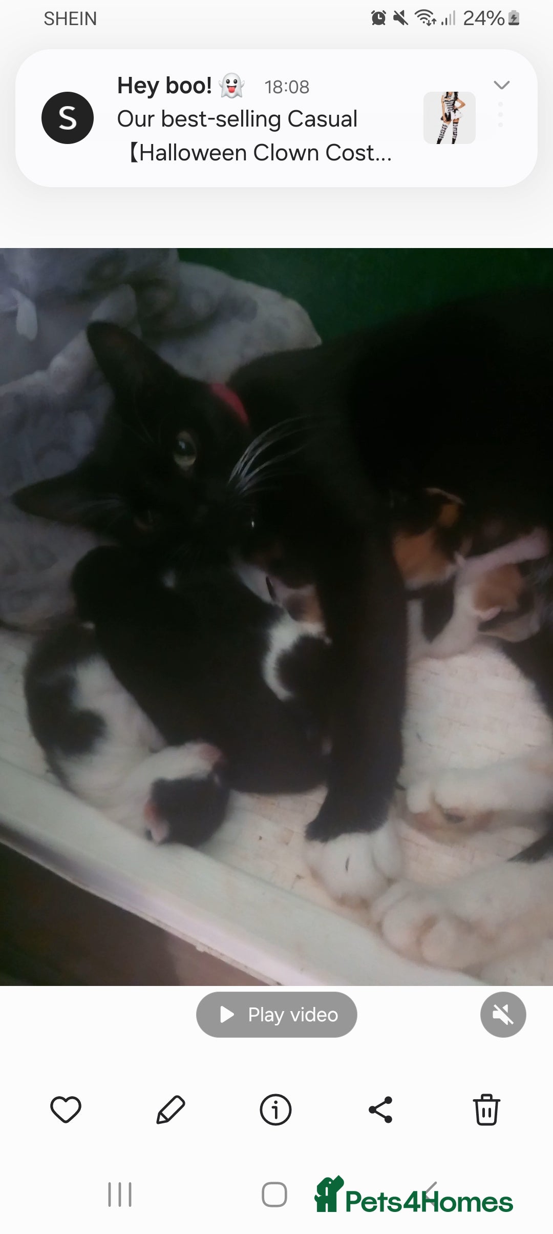 Domestic Shorthair cats for sale: Kittens  - Image 8