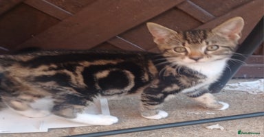 Mixed Breed cats - Advert 9
