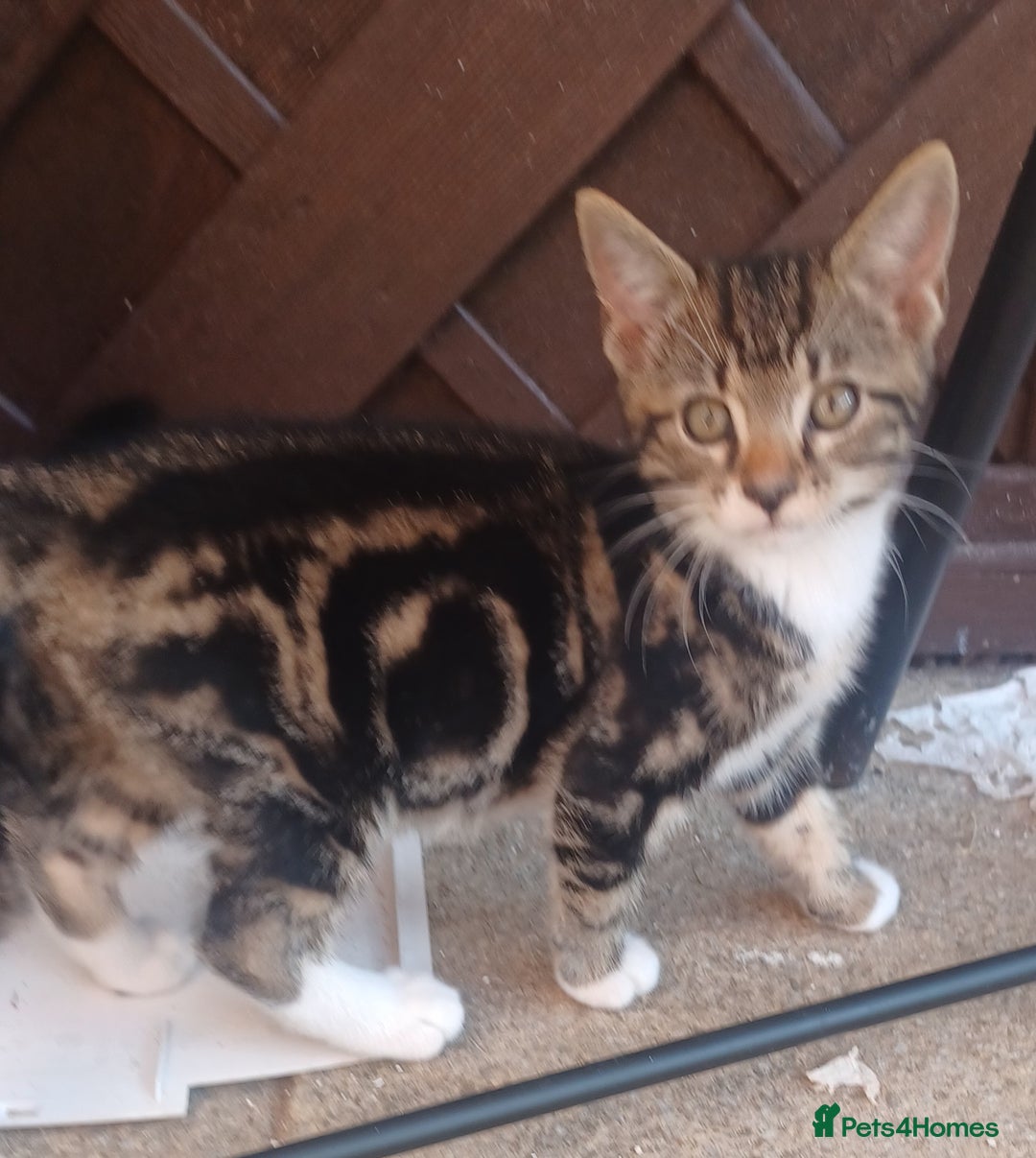 Mixed Breed cats for sale: Gorgeous Bengal x babies **READY NOW** - Image 2