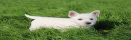West Highland Terrier dogs for sale: West Highland Terrier (Westie) Puppies for Sale - Advert 2