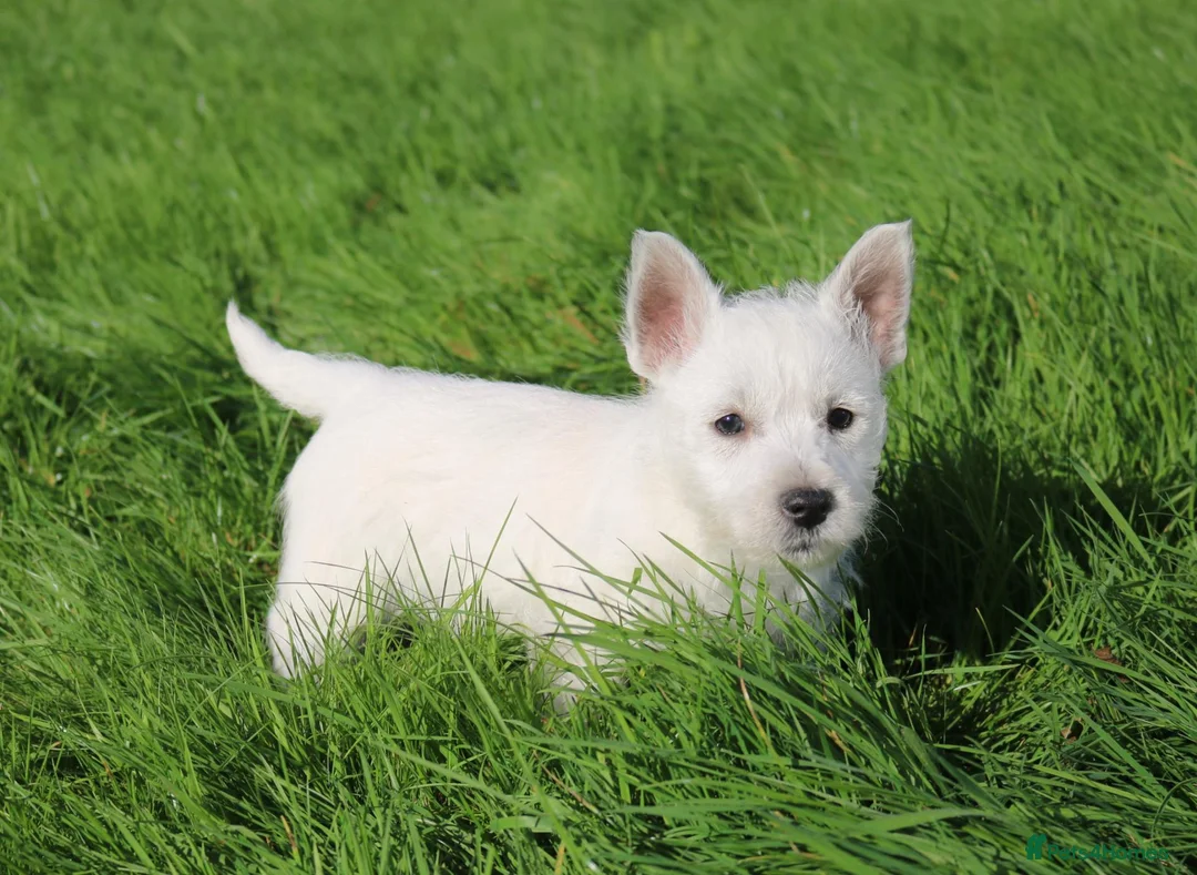West Highland Terrier dogs for sale: West Highland Terrier (Westie) Puppies for Sale - Advert 2