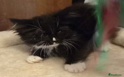 Siberian cats for sale: Tested purebreed hypoallergenic Siberian kittensns - Image 31