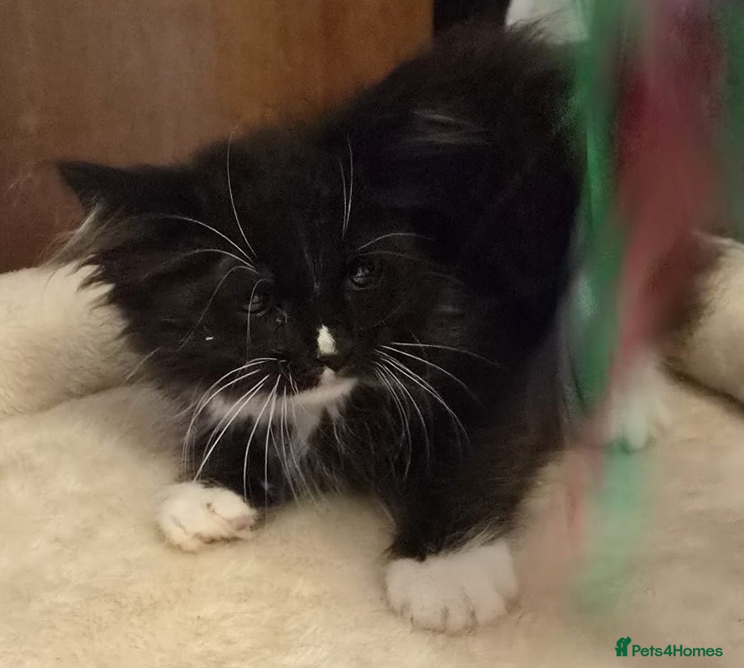 Siberian cats for sale: Tested purebreed hypoallergenic Siberian kittensns - Image 31