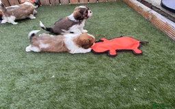 Cava Tzu dogs for sale: Stunning litter of Cava-Tzu pups - Image 7