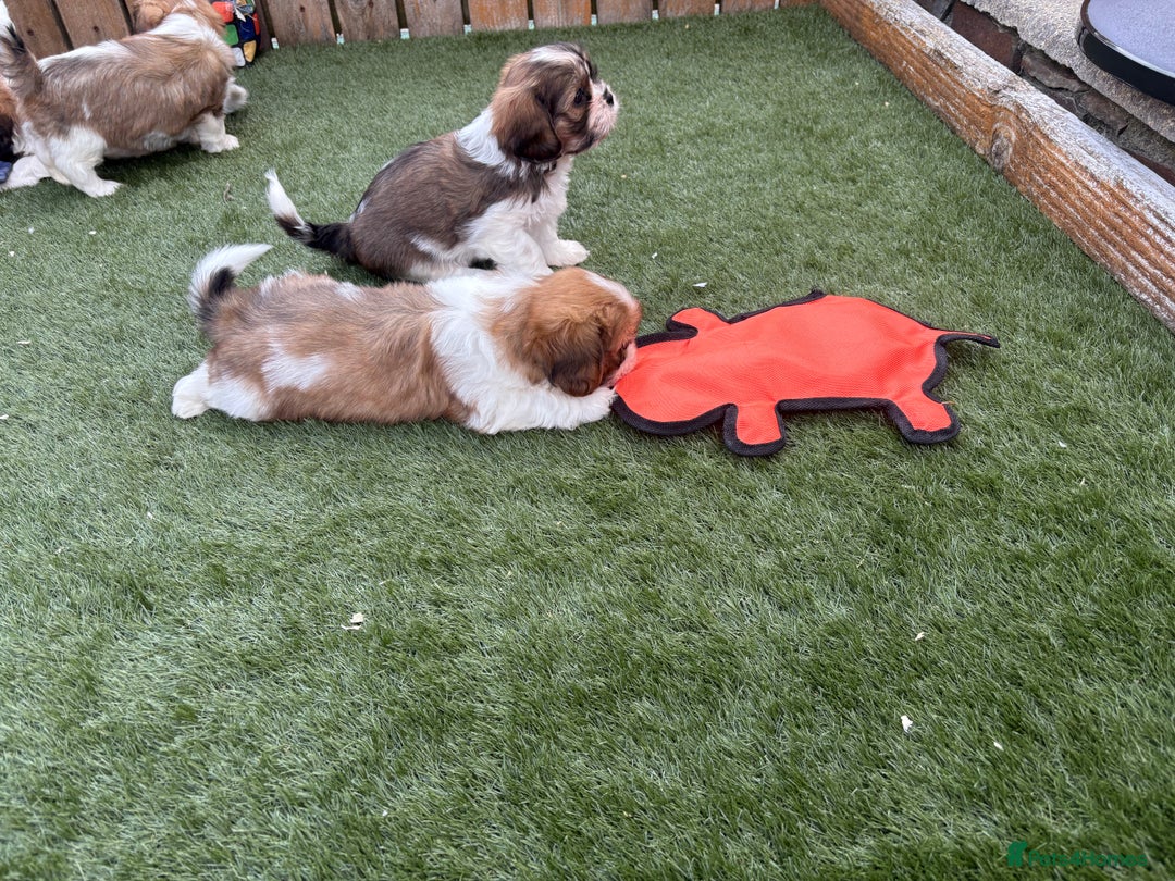 Cava Tzu dogs for sale: Stunning litter of Cava-Tzu pups - Image 7