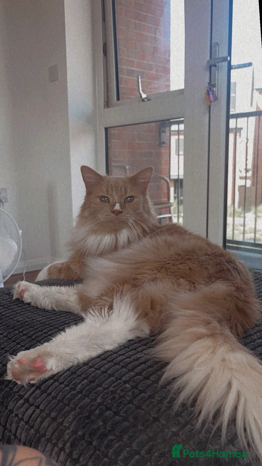 Maine Coon cats for sale: last kitten available  - Advert 1
