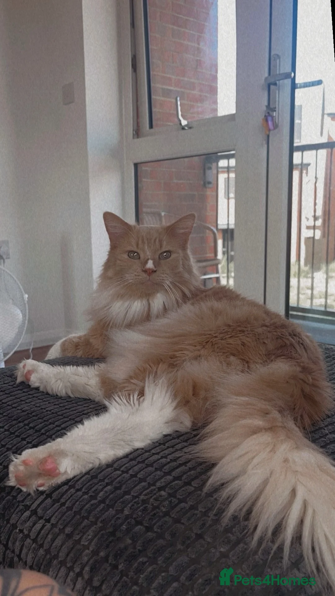 Maine Coon cats for sale: last kitten available  in Uckfield - Advert 1