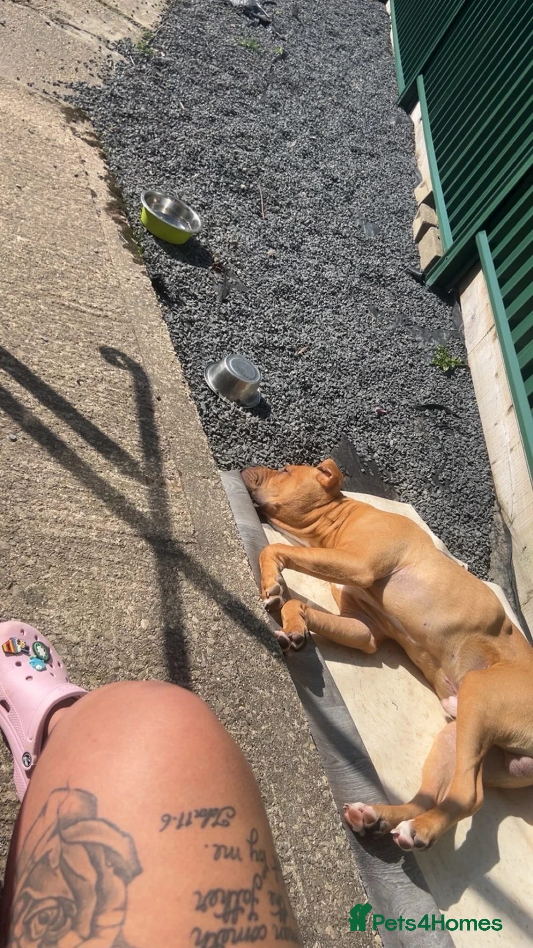 Mixed Breed dogs for sale: 9 month old male £100 in Sheffield - Advert 6