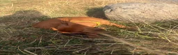 Rhodesian Ridgeback dogs for sale: One beautiful gentle kc little girl - Advert 16