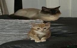 Ragdoll cats for sale: male kitten ragdoll cross bengal x  - Advert 4