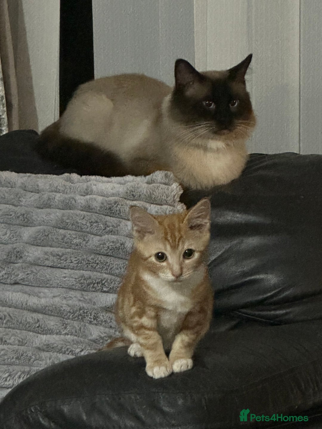 Ragdoll cats for sale: male kitten ragdoll cross bengal x  - Advert 4