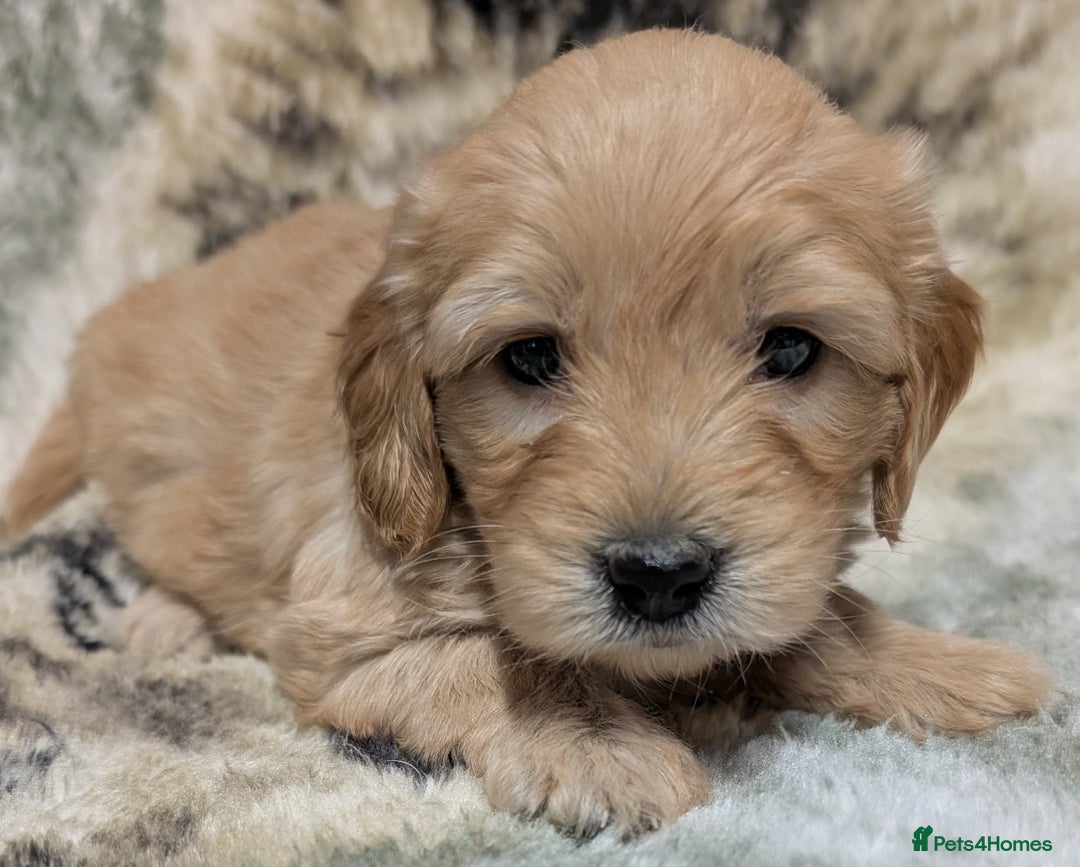 Mini Goldendoodle dogs for sale: Beautiful Mini Goldador Doodle puppies, DNA clear - Image 5