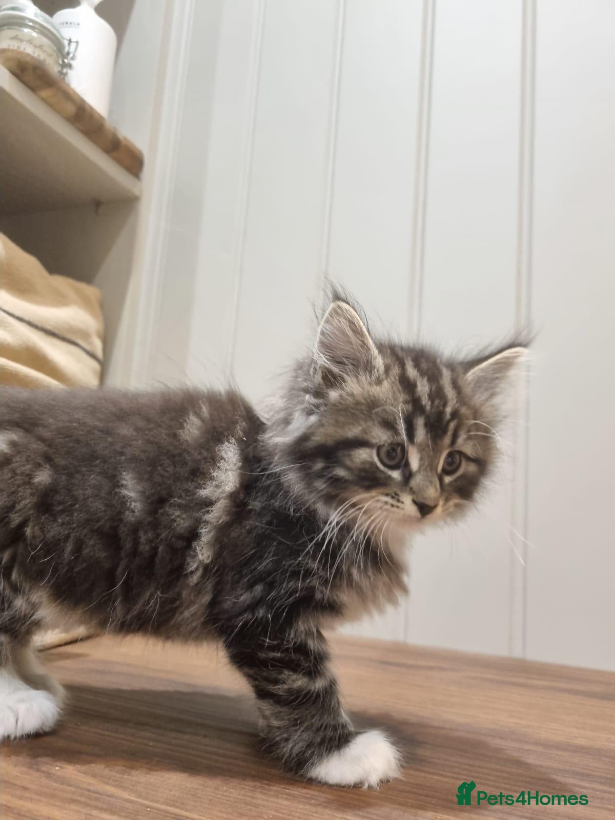 Maine Coon cats Gorgeous Maine Coon X Kittens-Litter of 7 - Advert 2