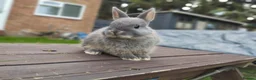 Netherland Dwarf rabbits for sale: Netherland dwarf £100 each - Advert 11