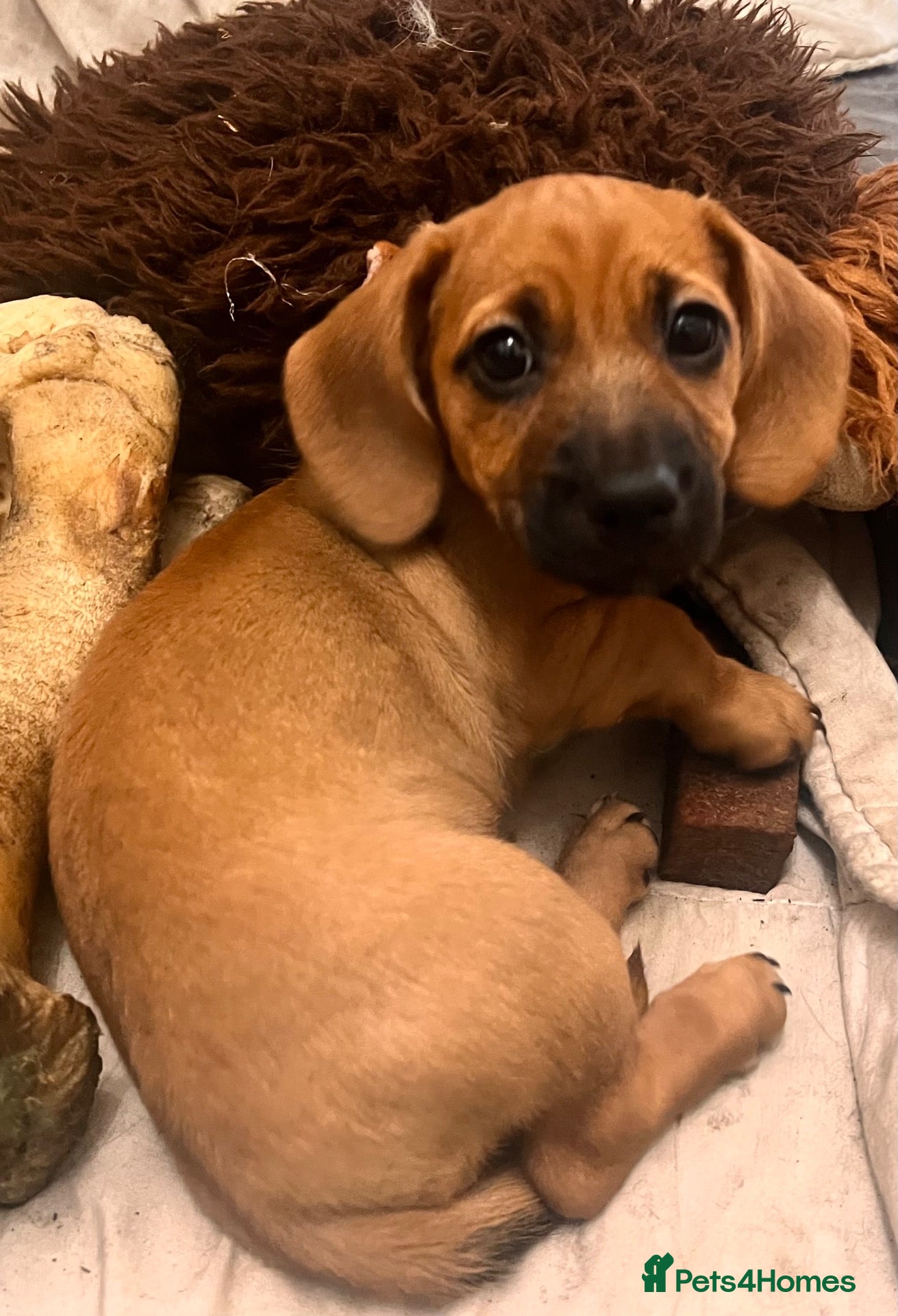 Mixed Breed dogs Miniature Daschund x 1/8th Border Terrier Puppies - Advert 2