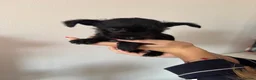 Mixed Breed dogs for sale: Chihuahua X puppies for sale - Advert 14