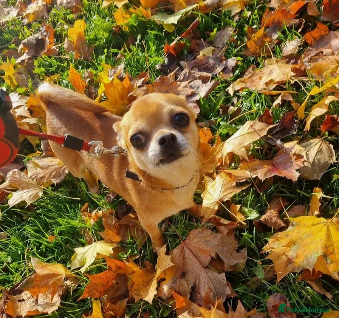 Chihuahua dogs for stud: Chihuahua Stud  - Advert 2