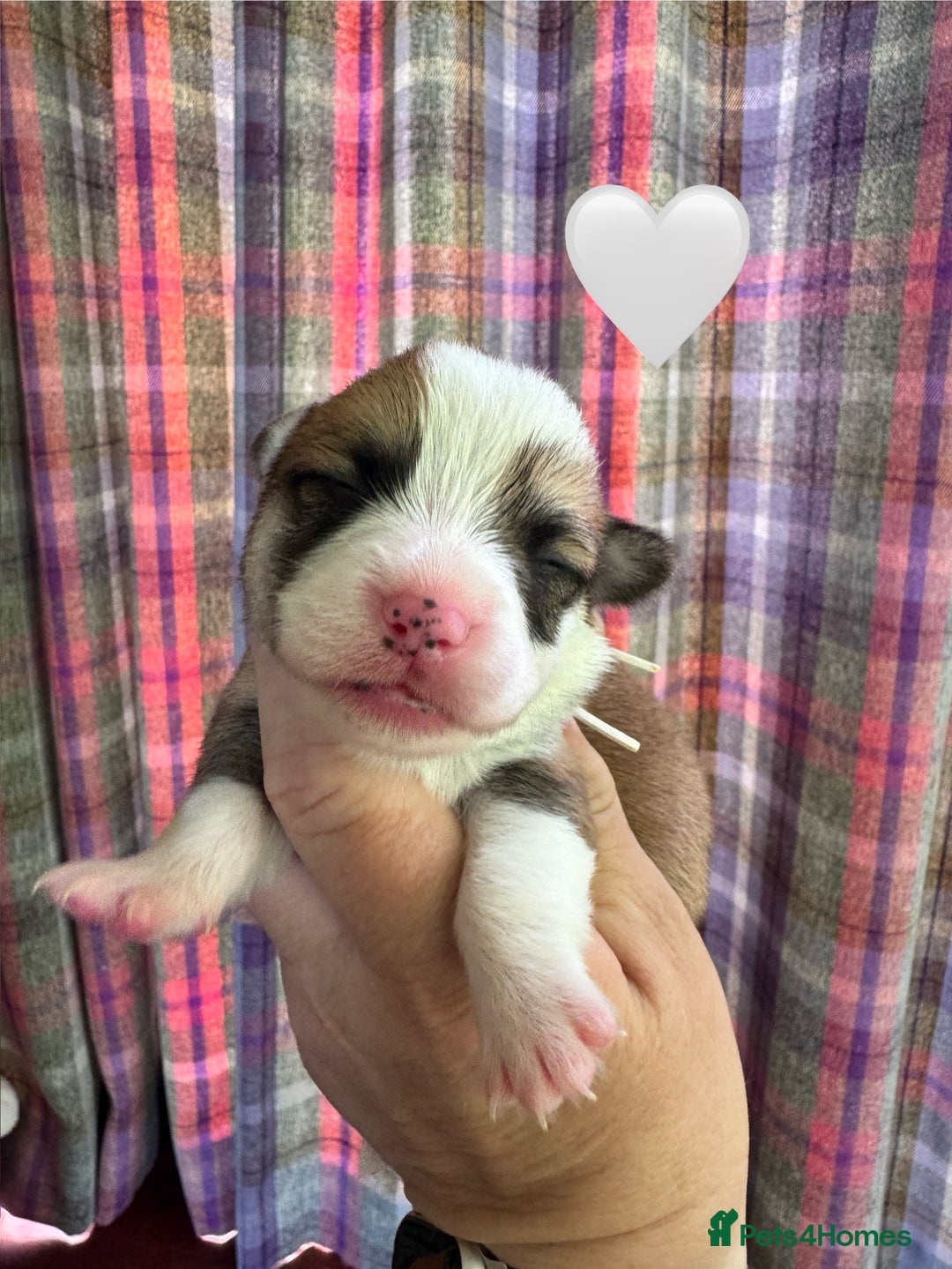 Welsh Corgi Pembroke dogs for sale: PEMBROKE CORGI PUPPIES  - they’ve arrived! - Image 3