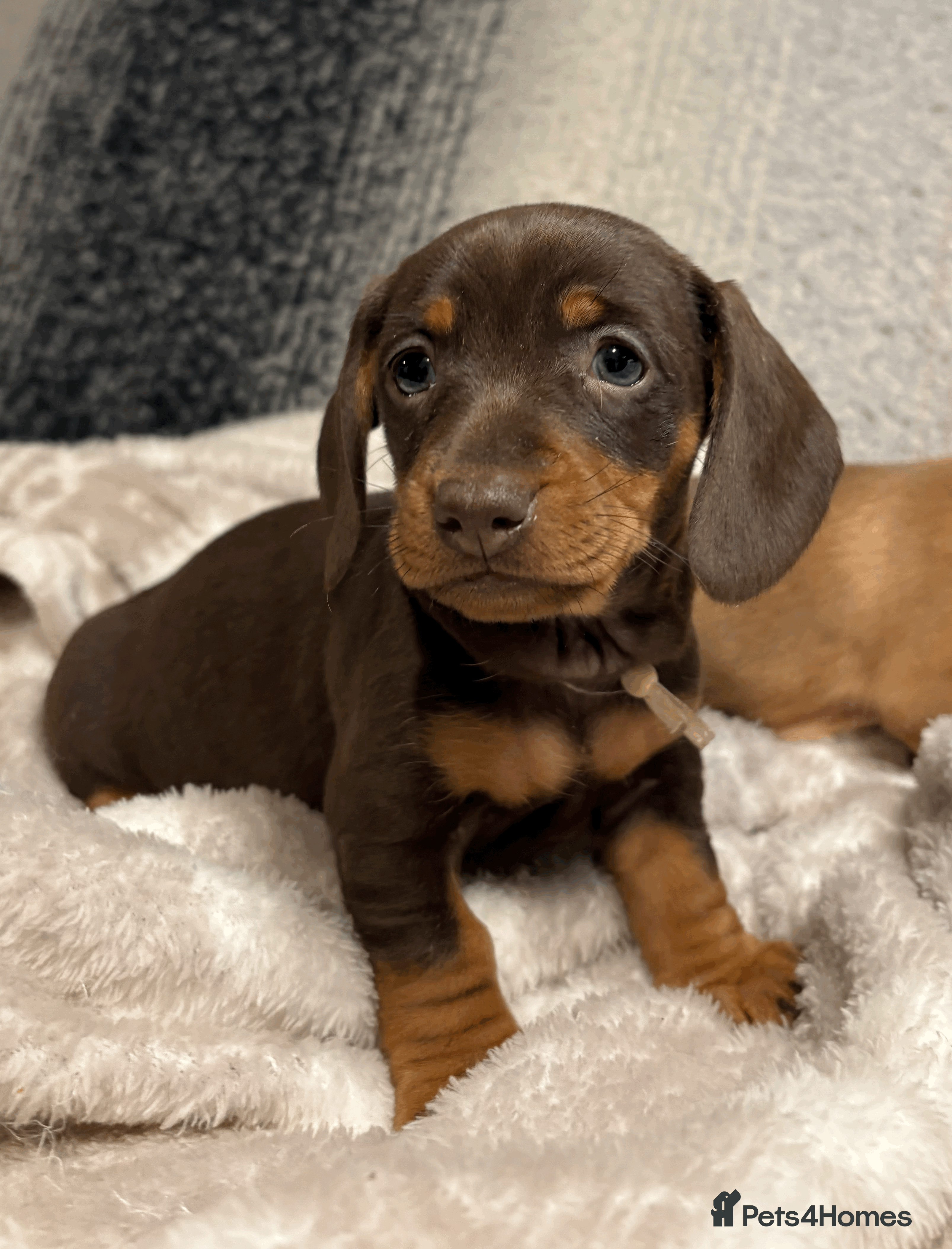 Miniature Dachshund dogs Most Gorgeous KC Miniature Dachshund Puppies - Advert 5