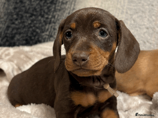 Miniature Dachshund dogs Most Gorgeous KC Miniature Dachshund Puppies - Advert 12
