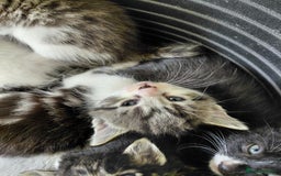 Mixed Breed cats for sale: Beautiful kittens - Image 14