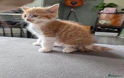 Mixed Breed cats for sale: Playful boy for sale ready now - Image 7