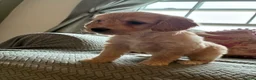 Cockapoo dogs for sale: Miniature F1 Cockapoo puppies Ready Now - Advert 17