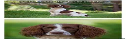 English Springer Spaniel dogs for sale: KC registered working Springer pups - Advert 3